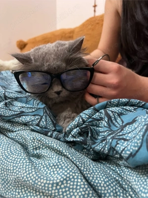 Motan Albastru de rusia 