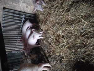 De vânzare purceii - imagine 3