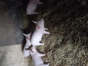 De vânzare purceii - imagine 2