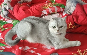 Motan british shorthair silver