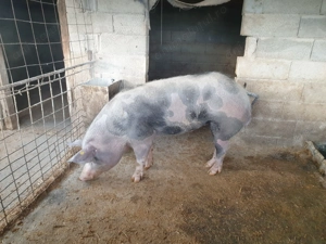 De vanzare bun pt reproductie aporox 220 kg 