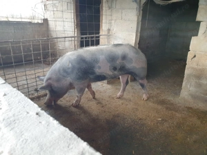 De vanzare bun pt reproductie aporox 220 kg  - imagine 5