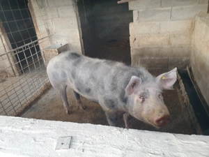 De vanzare bun pt reproductie aporox 220 kg  - imagine 4