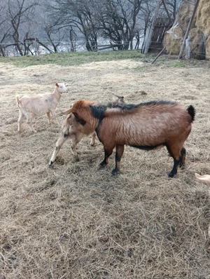 vind țap alpin - imagine 3