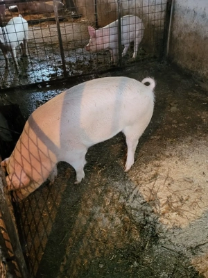 Vand porc aproximativ 110-120 kg - imagine 2