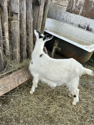 Vând 2 capre gestante 