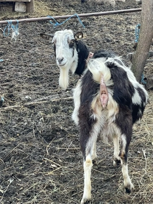 vind 2 capre gestante  - imagine 3