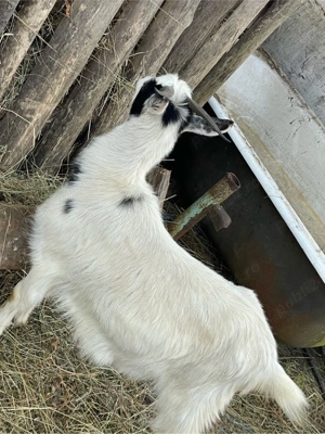 vind 2 capre gestante  - imagine 2