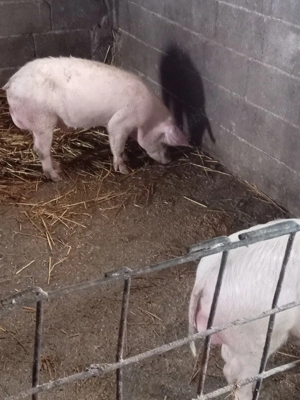 Vând purcei  - imagine 5