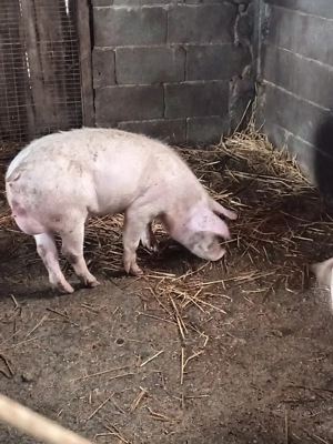 Vând purcei  - imagine 2