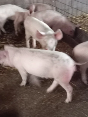 Vând purcei  - imagine 3