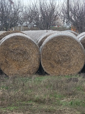 Vand baloti paie grau si orz  - imagine 2