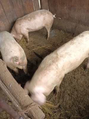 purcele de vânzare - imagine 4