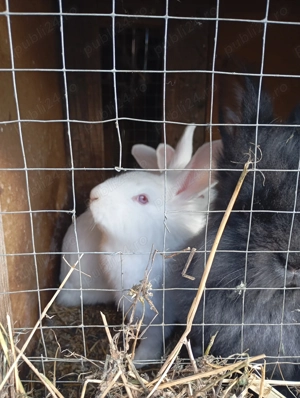 Iepuri de vânzare  - imagine 3