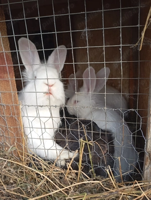 Iepuri de vânzare  - imagine 2