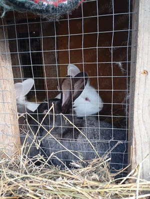 Iepuri de vânzare  - imagine 4