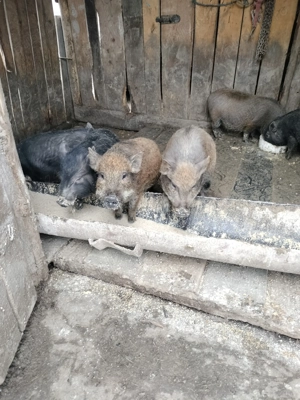 Vina  schimb purcei vietnamezi corciți cu mistreț  - imagine 5