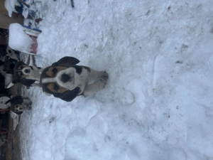 Disponibil un mascul și o fetiță  - imagine 5