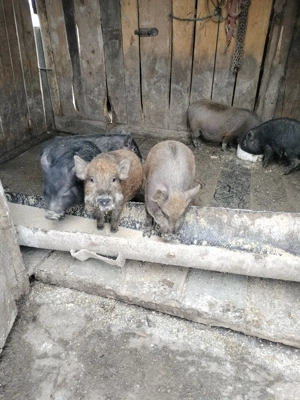 Vina  schimb purcei vietnamezi corciți cu mistreț  - imagine 4