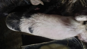 vind 2 purcele mari  - imagine 4