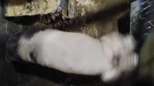 vind 2 purcele mari  - imagine 2