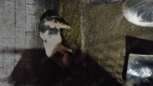 vind 2 purcele mari  - imagine 3