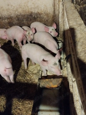 Purcei marele alb  - imagine 2