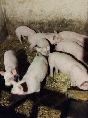 Purcei marele alb  - imagine 3