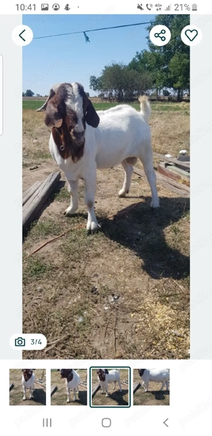 țap boer spre vânzare  - imagine 2