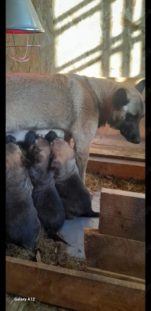 ciobanesc belgian malinois 
