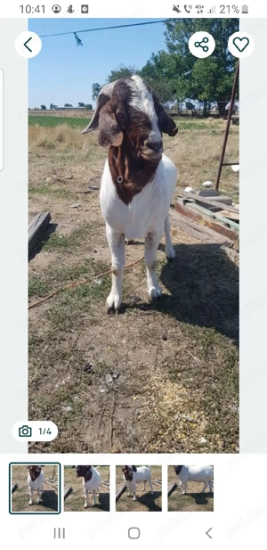 țap boer spre vânzare  - imagine 3