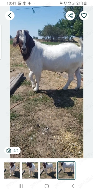 țap boer spre vânzare 