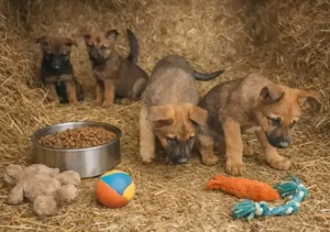 ciobanesc belgian malinois 