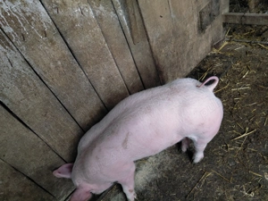 Vand    o    scrofita - imagine 3