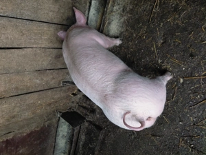 Vand    o    scrofita - imagine 2