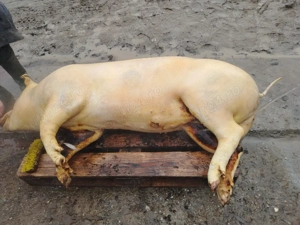 Vand porc  - imagine 2