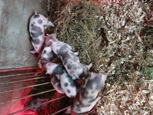 Vánd purcei pietrean  - imagine 2