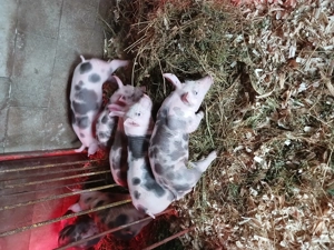 Vánd purcei pietrean  - imagine 4