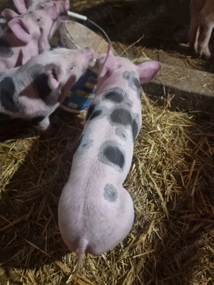 Vánd purcei pietrean 