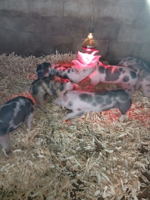 Vánd purcei pietrean  - imagine 3