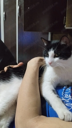 Motan spre adopție,Tomas - imagine 2