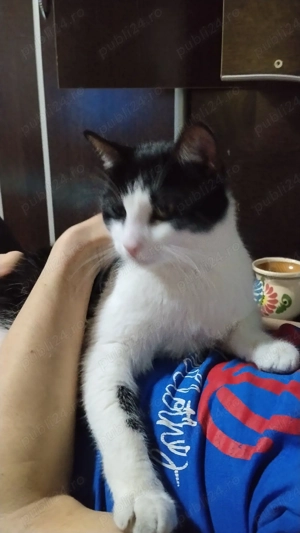 Motan spre adopție,Tomas