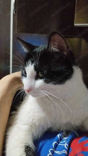 Motan spre adopție,Tomas - imagine 3