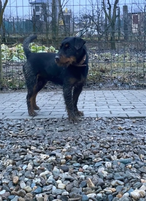 Mascul Jagd terrier jagdterrier