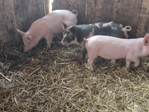 vând3 purcei de 10 săptămâni rasa de carne 