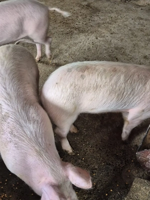 Disponibil soldani  - imagine 2