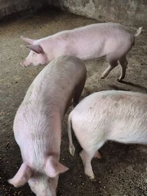 Disponibil soldani  - imagine 3