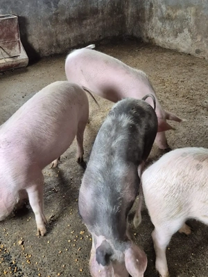 Disponibil soldani  - imagine 5