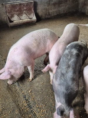 Disponibil soldani  - imagine 4