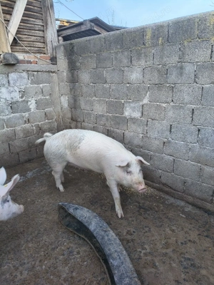 Porci grasi - imagine 2